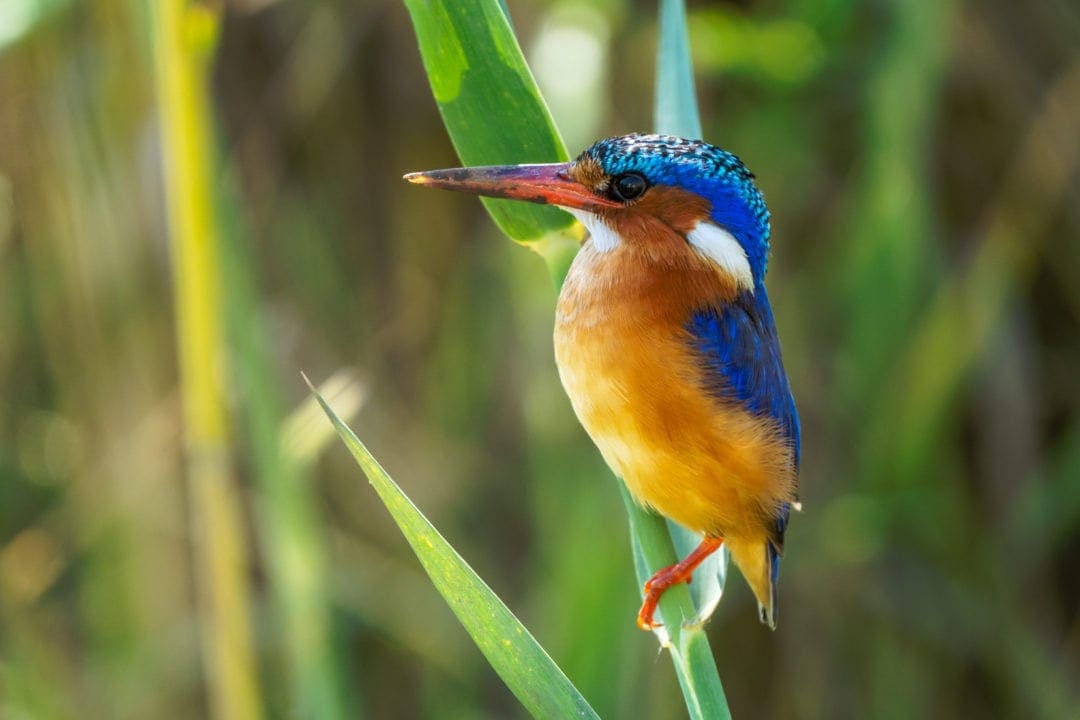 malachite-kingfisher-on-river-reeds