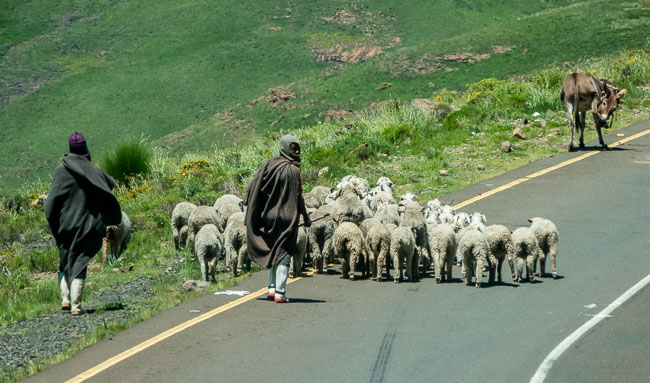 Shepherd with gumboots