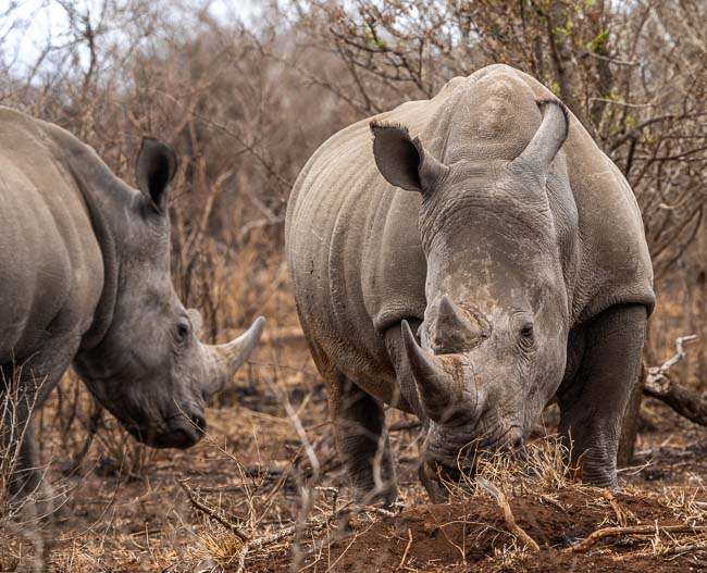 2 white rhino in Kruger