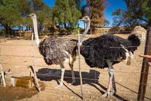 2 ostrich 