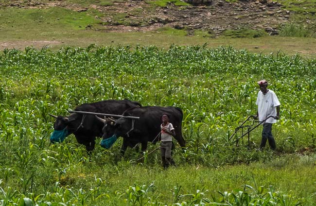 Ploughing the fields