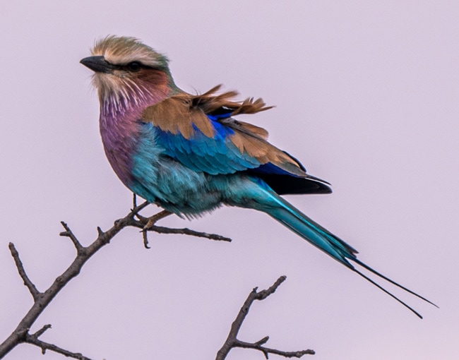 Lilac-breasted-roller_African-wildlife-photography