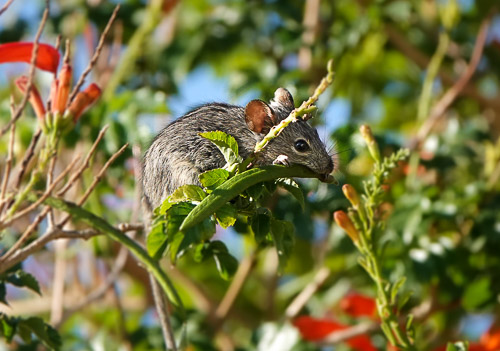 Mouse in tree 