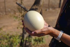 Ostrich-egg bigger than a hand