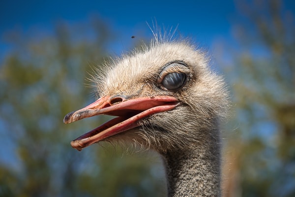 Ostrich head