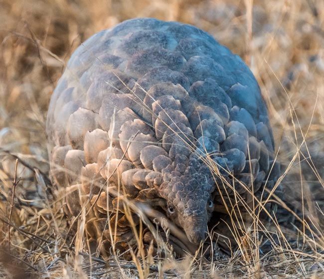 Pangolin_African-Wildlife-photography