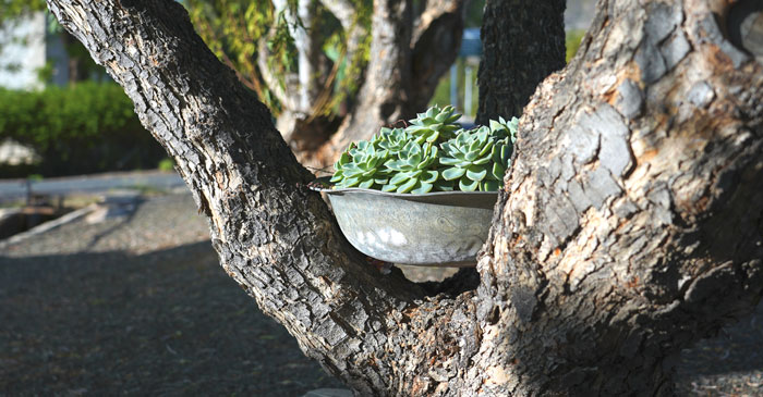 Plant pot in a tree branch in prince Albert street