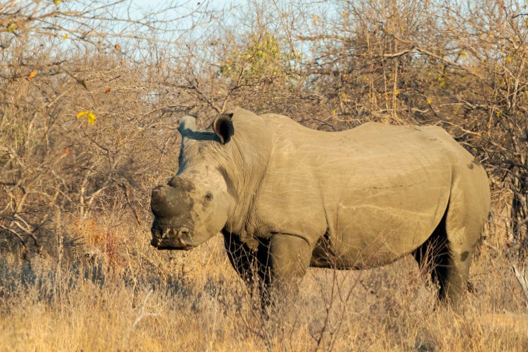 Rhino-with-horn-removed-in-the-bush