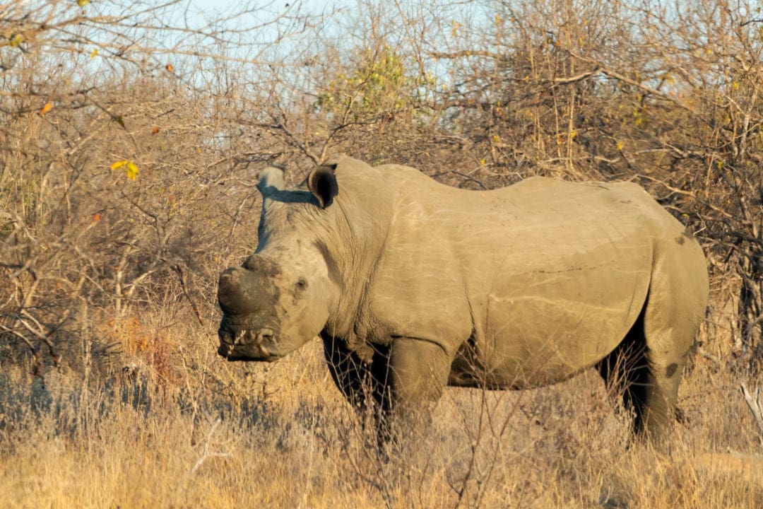 Can rhino horns grow back? Rhino - Fota Wildlife Park