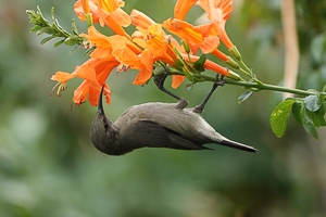 Sunbird on orange plant