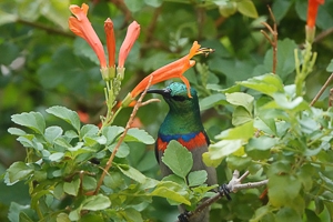 green, blue sunbird