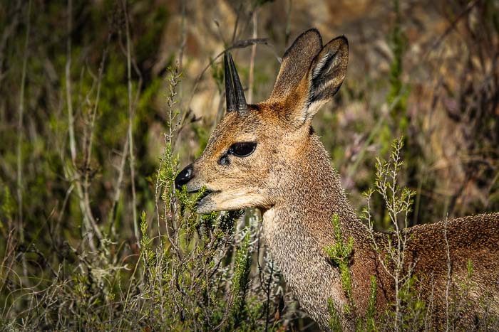 Swartberg Pass Klipsringer 1