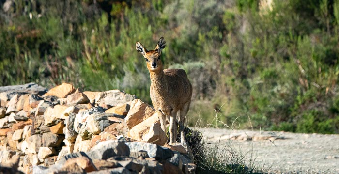 Swartberg Pass Klipsringer