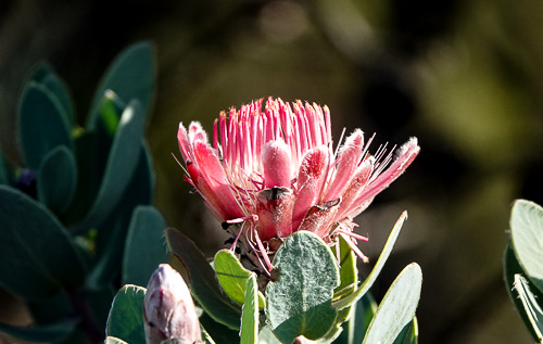 Swartberg Pass protea