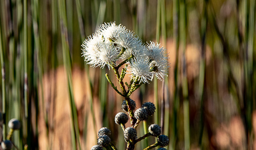 Swartberg Pass plant