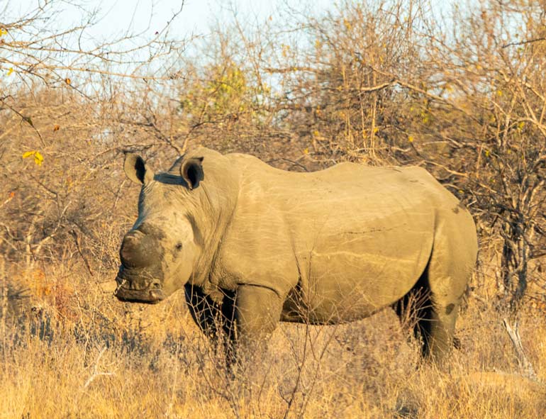 White Rhino at Klaserie_African wildlife photography