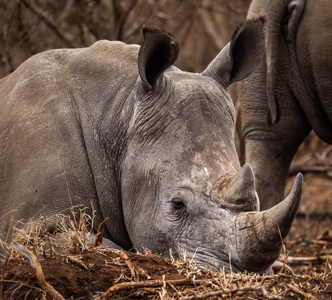 White rhino lying on the ground