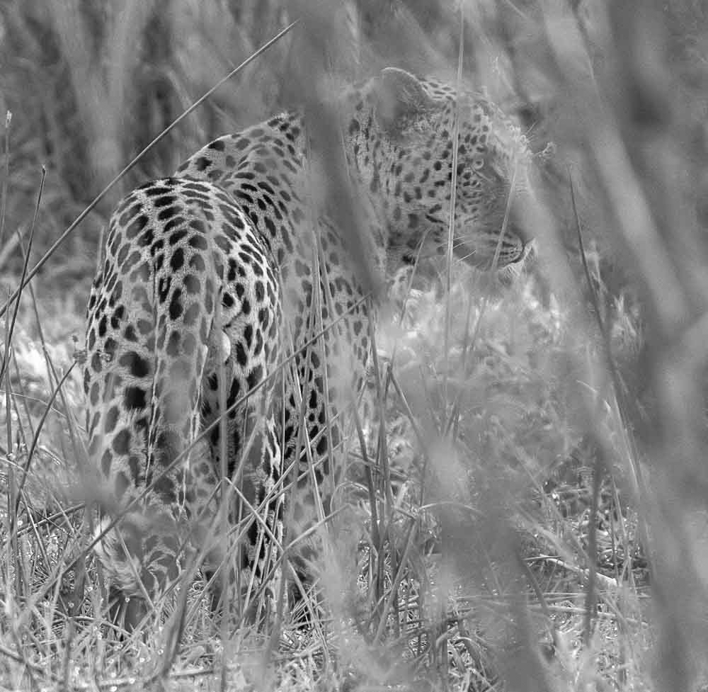 leopard in river reeds_African WIldlife photography