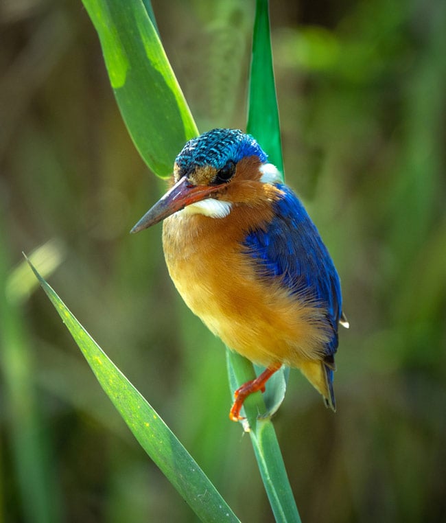 malachite-kingfisher_African-wildlife-photography