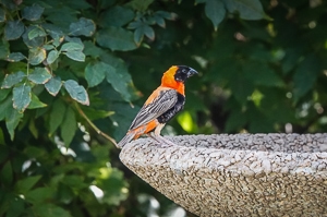 red bishop bird on bird bath edge