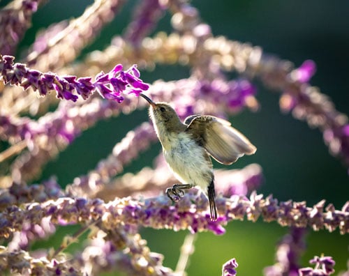 sunbird-in-Purple-plant in prince Albert garden