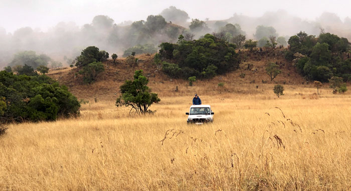 DIY-Wild-Truck-in-forest