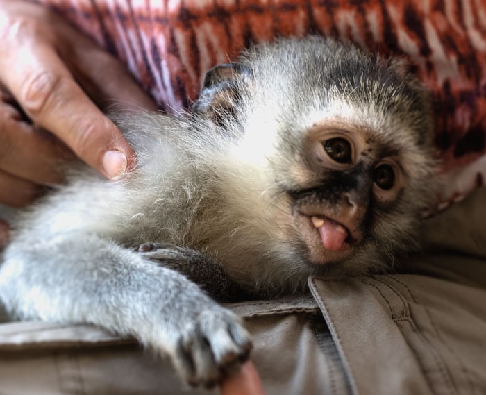 cute vervet monkey face