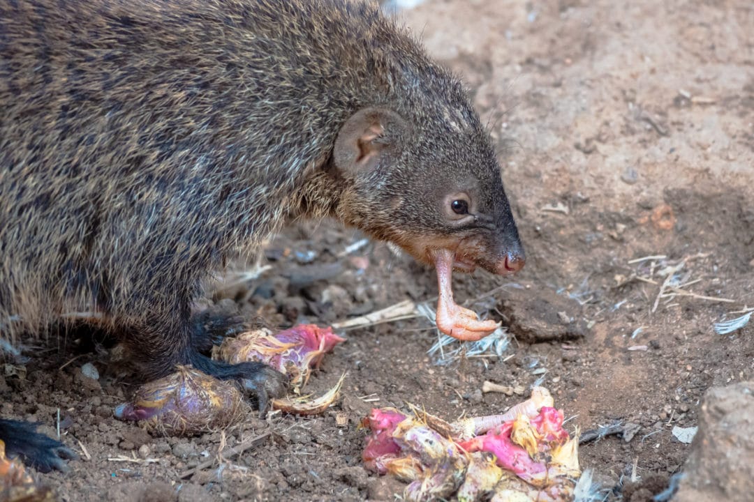 Mongoose-eating-dead-chicks