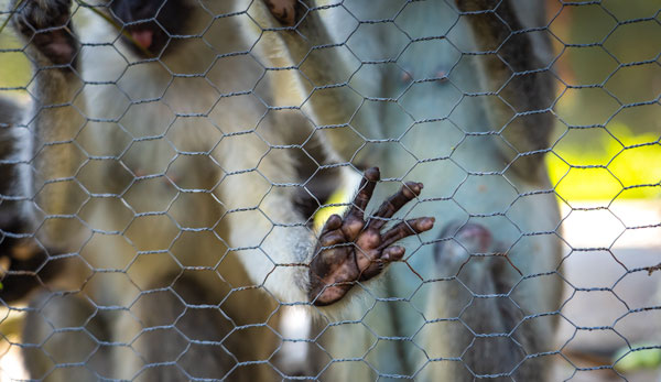 Monkey-paw-through-cage