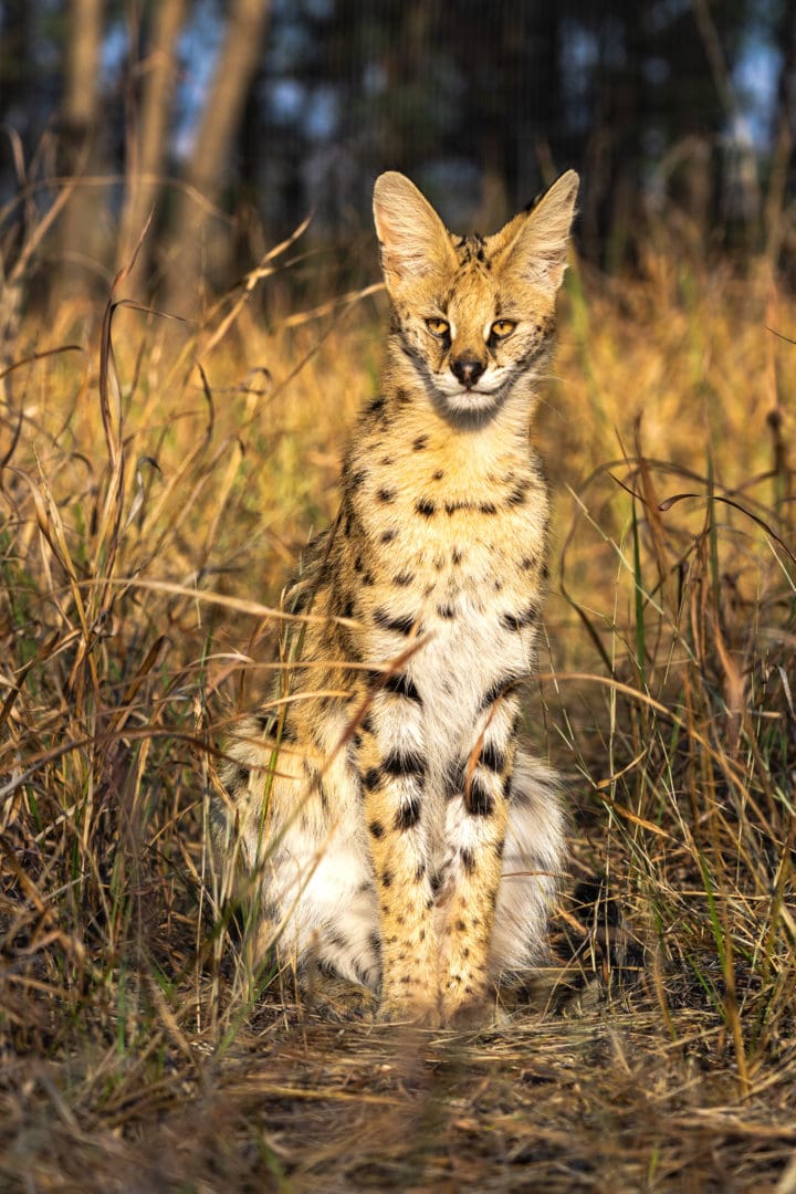 serval looking intently at camera 