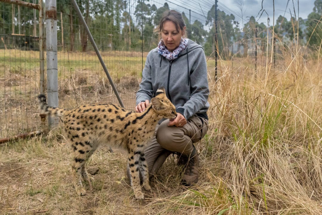 Serval-getting-a-pat-from-Shelley