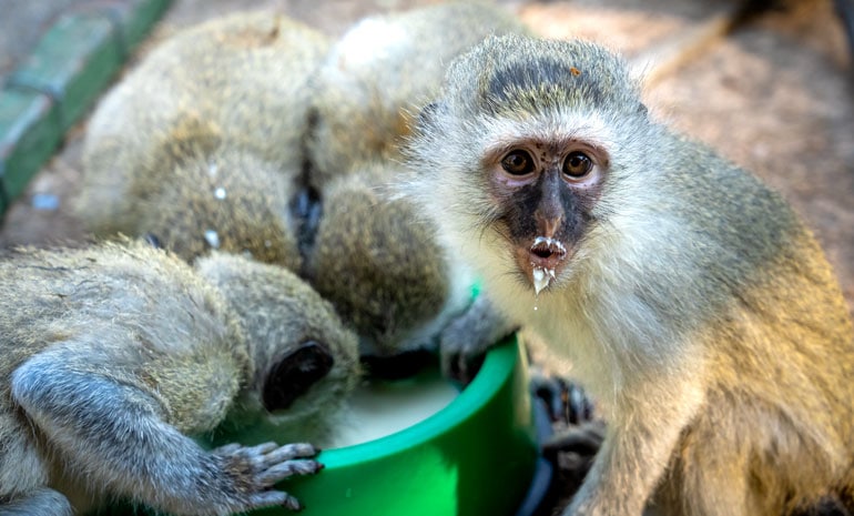 Monkey with a milk moustache