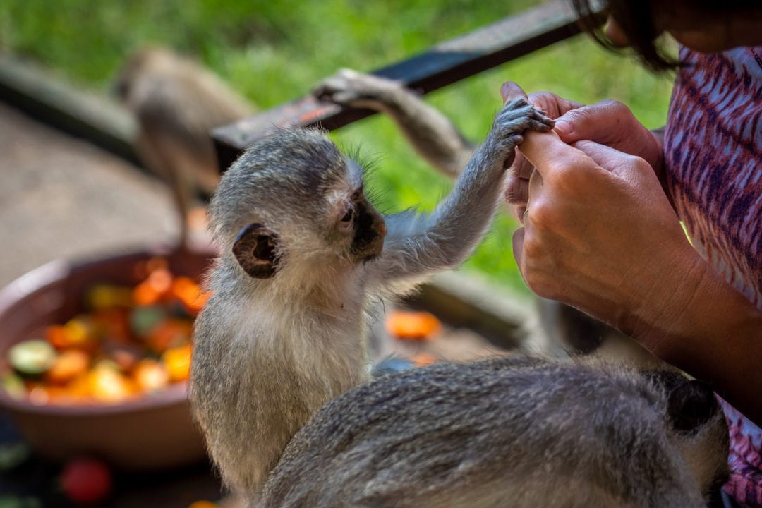 monkey-to-human-touch