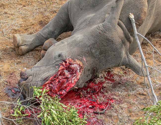 Chain sawing a rhino's horn in Klaserie