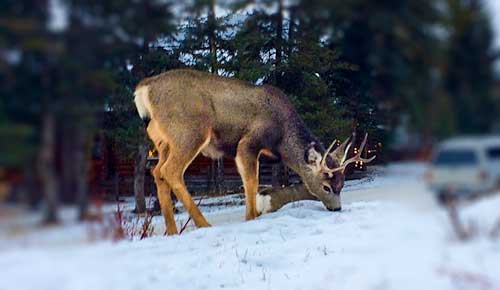 Deer-in-Banff-Street-CHRISTMAS-IN-BANFF-NATIONAL-PARK-CANADA-2