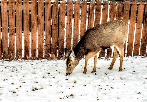 Deer-in-Banff-town