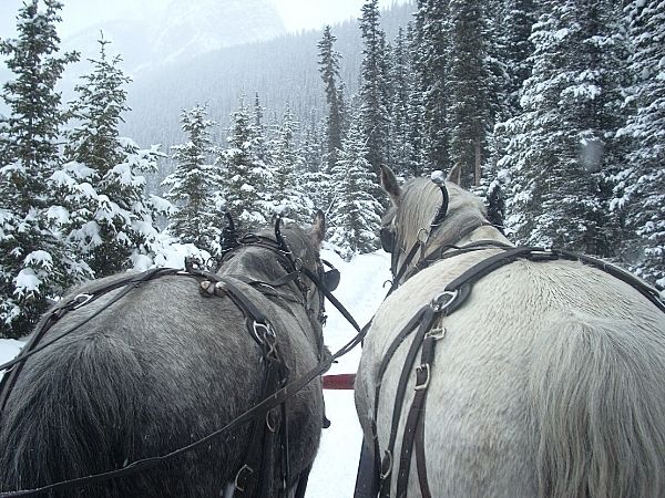 Horses attached to sleigh at lake Louise