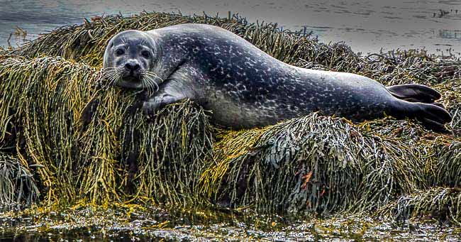 Seal laying on a rock covered with seaweed in Iceland