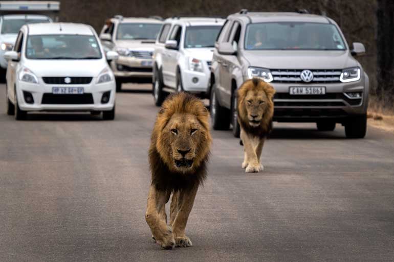 2-Lions-on-Kruger-road-