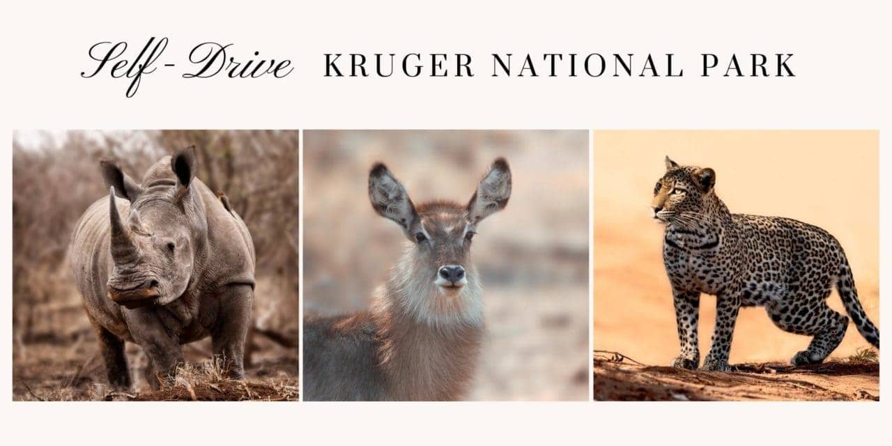 Kruger National Park Self Drive: Your Ultimate Guide (videos inc)