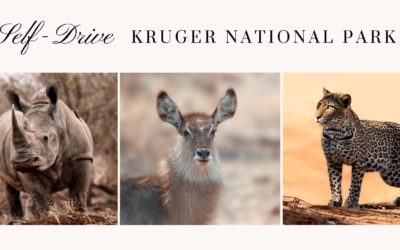Kruger National Park Self Drive: Your Ultimate Guide (videos inc)