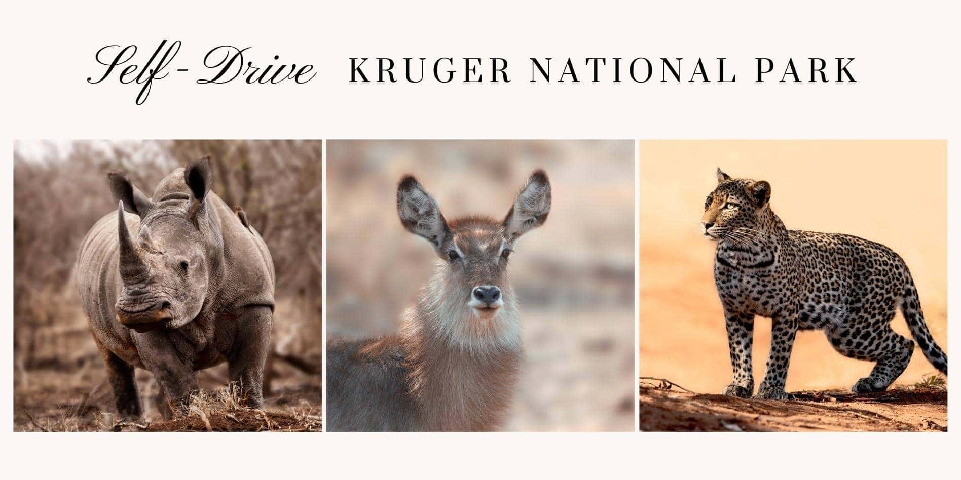 Self drive Kruger National Park Header