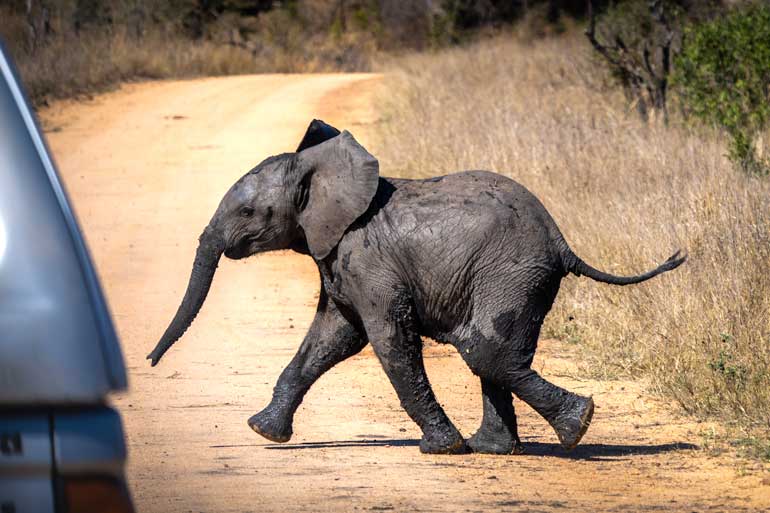 W-BAby-Elephant-on-road-in-Kruger