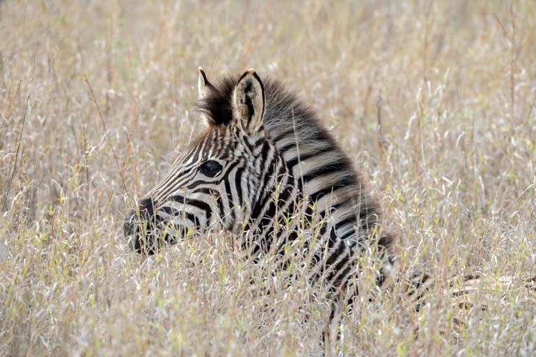 baby zebra sat in the grass