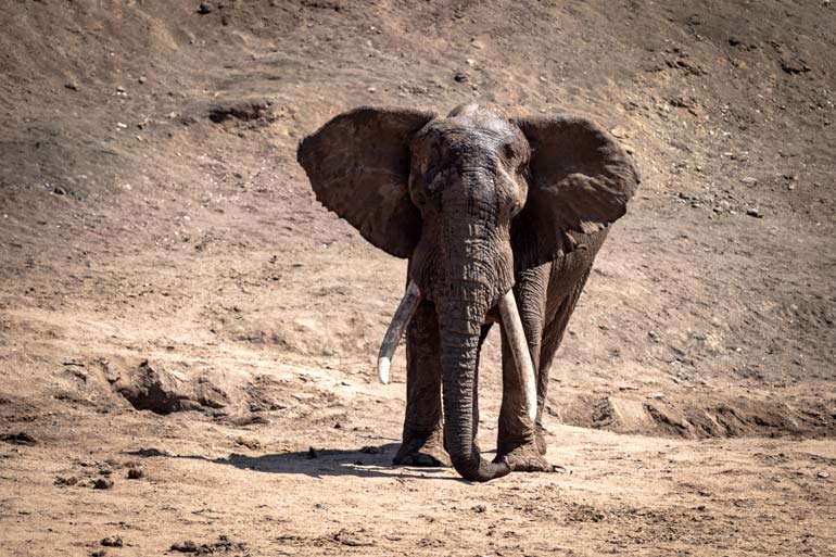 Big-Tusker-in-Kruger