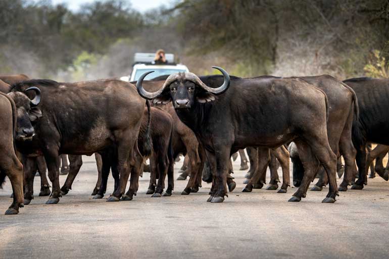 Herd of buffalo-on-Kruger-Road