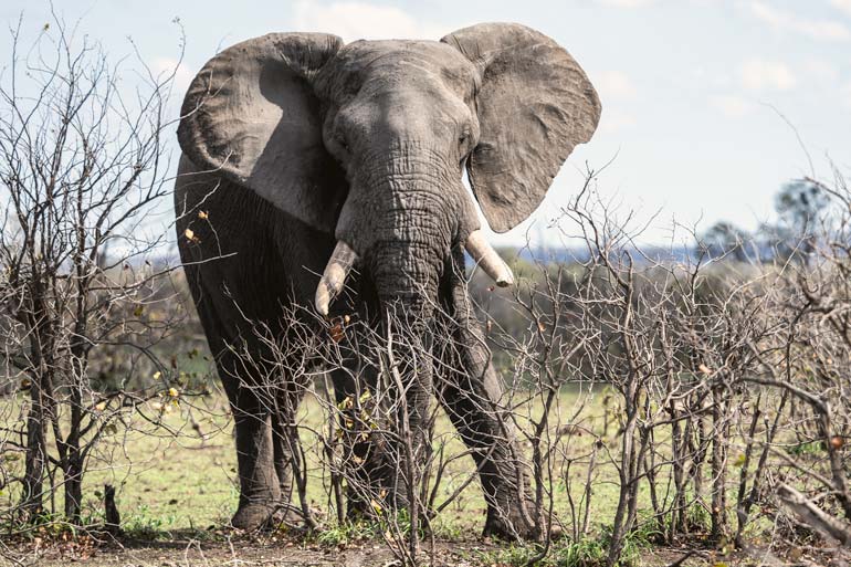 W-Elephant-close-up-full-length