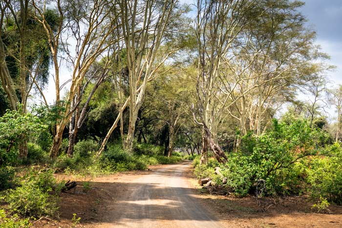 Fever tree forest with pale lime green /yellow trunked trees