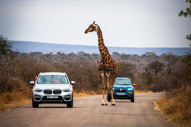 Giraffe-on-road-in-Kruger-