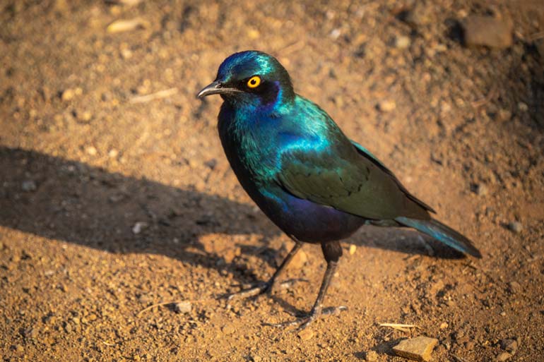 W-Greater-blue-eared-starling-in-Kruger